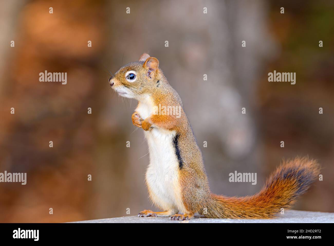 A small red squirrel standing up with his paws together as he looks ...