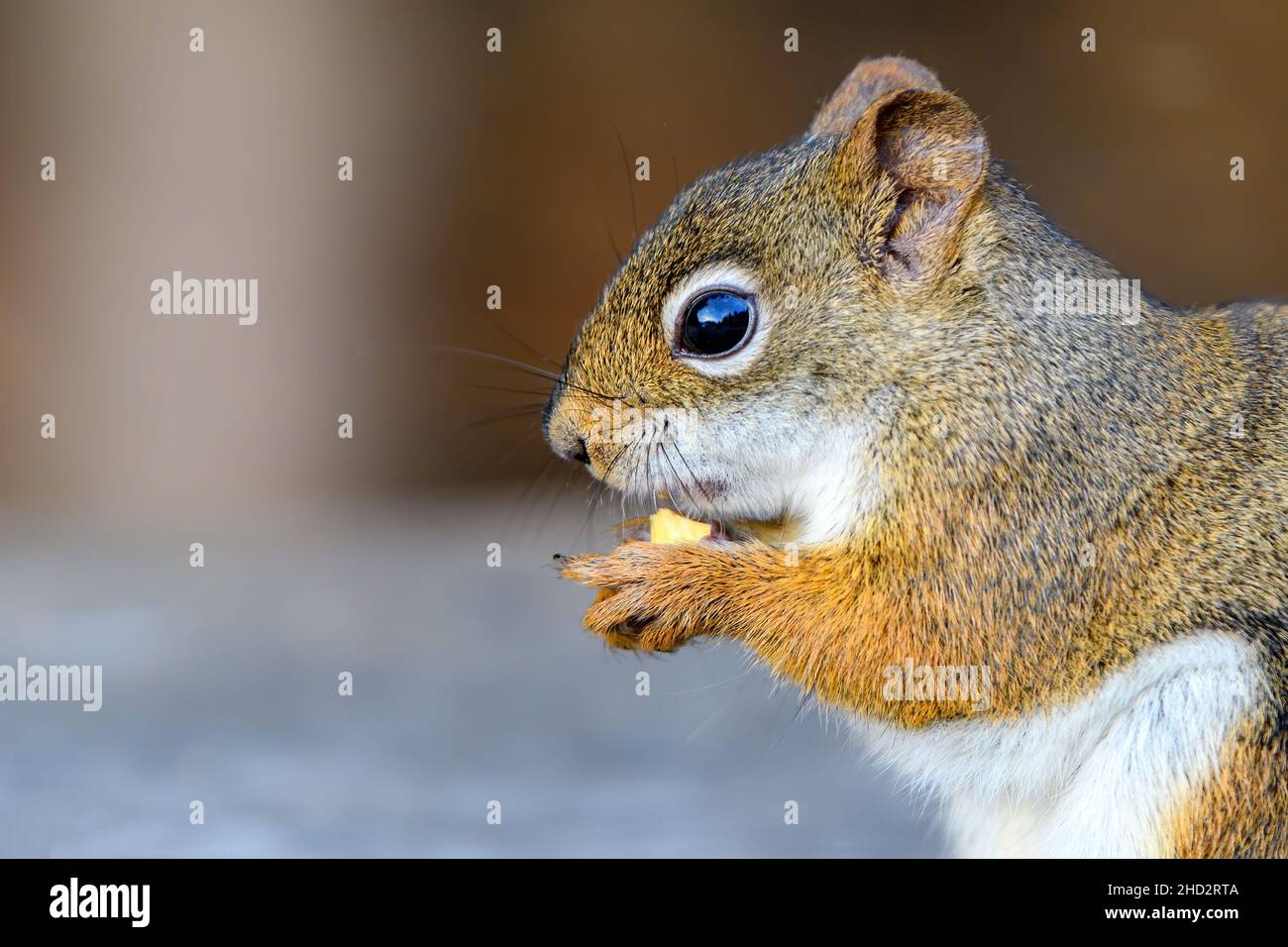 A small red squirrel eats a shelled peanut. Close view from the side, only top half of squirrel visible. Stock Photo