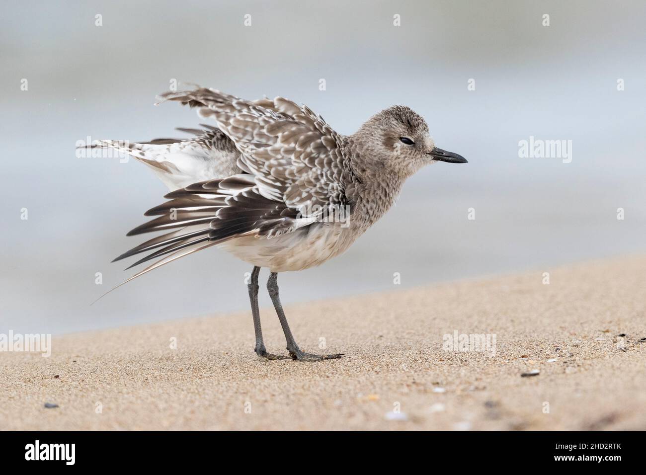 Grey Plover (Pluvialis squatarola), side view of an adult in winter plumage shaking its feathers, Campania, Italy Stock Photo