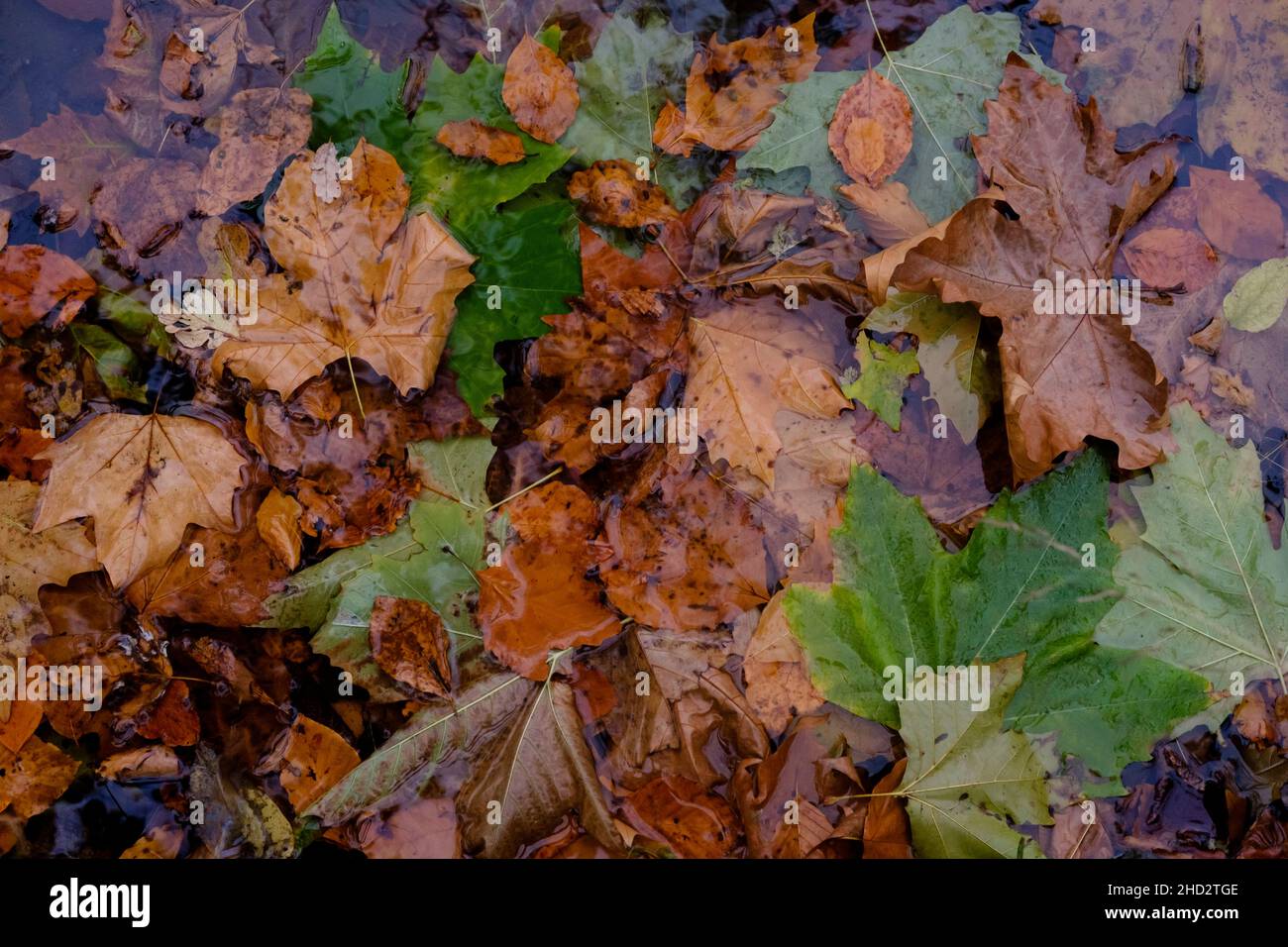 Fallen Autumn leaves floating in woodland pond. Kent, UK. Stock Photo