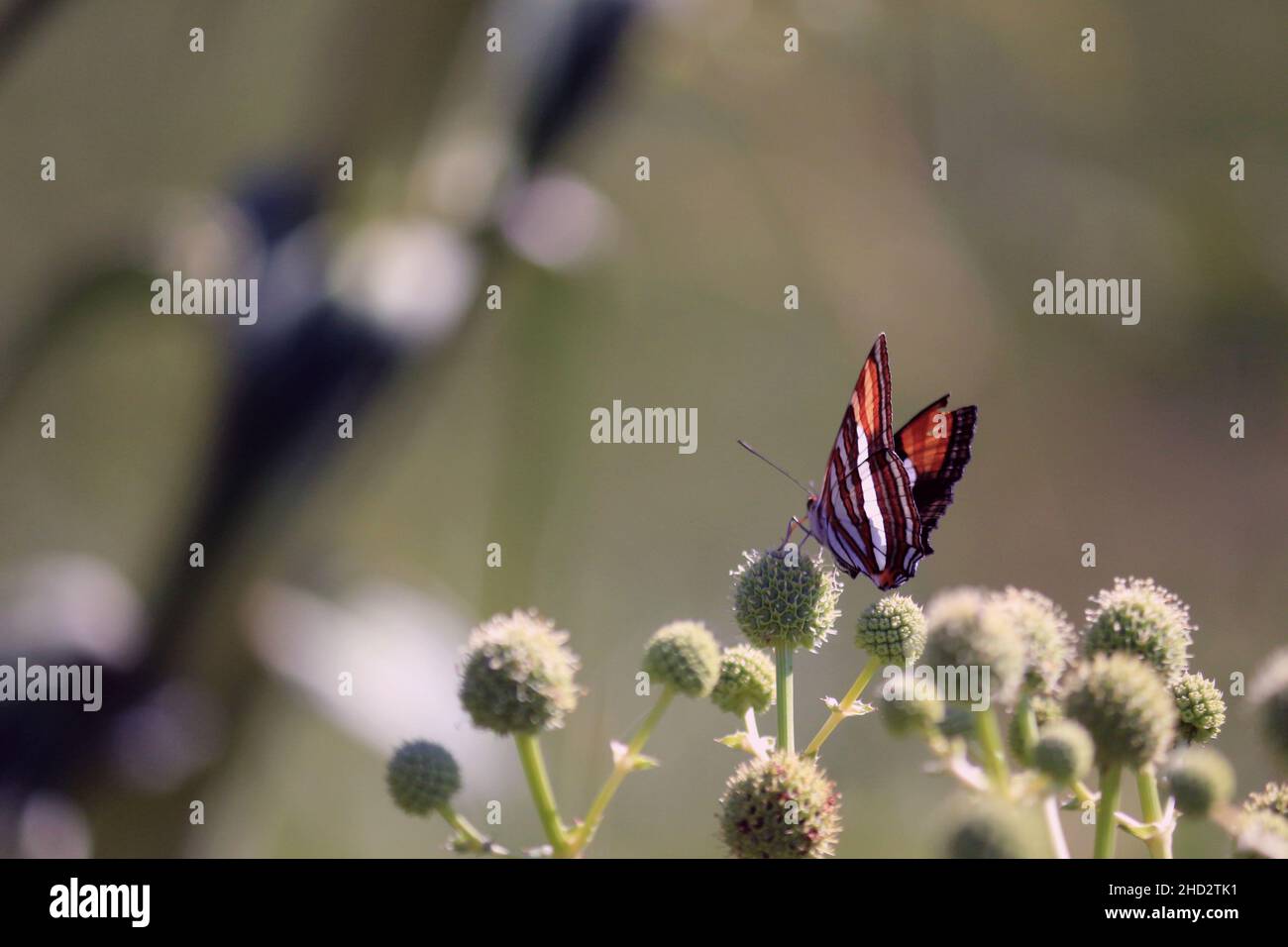 The beautiful butterfly landing on flowers and performing her task as a pollen dispenser!  Pollinators are life distributors! Stock Photo