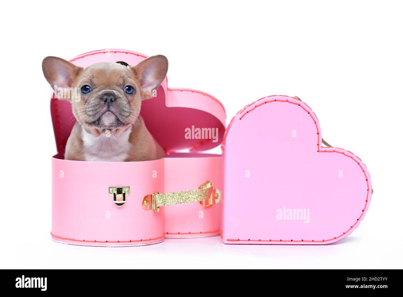 Cute French Bulldog dog puppy in Valentine's Day trunk box in shape of pink heart on white background Stock Photo