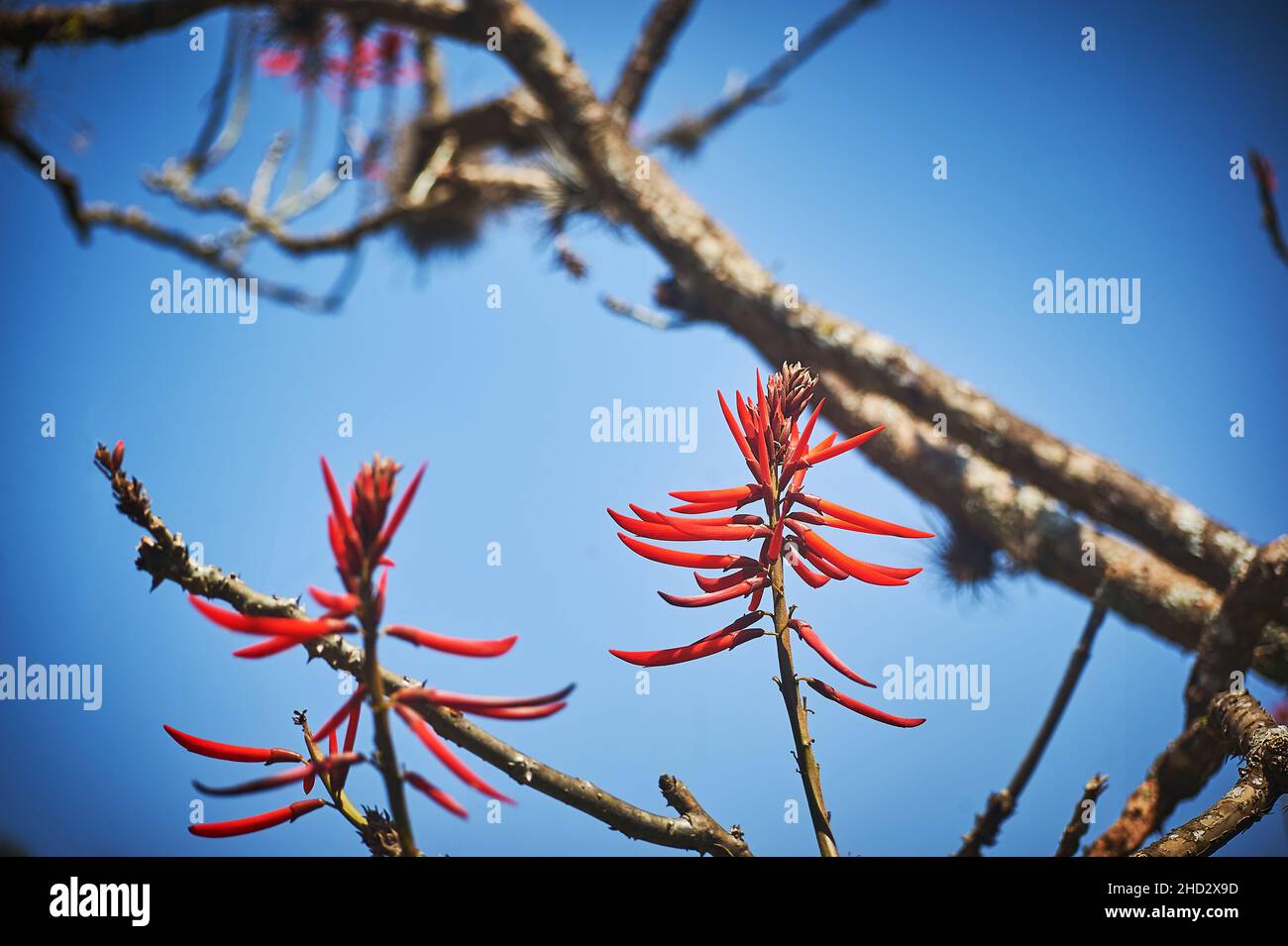 Low angle view of Erythrina americana plants with blurred branches and a blue sunny sky Stock Photo