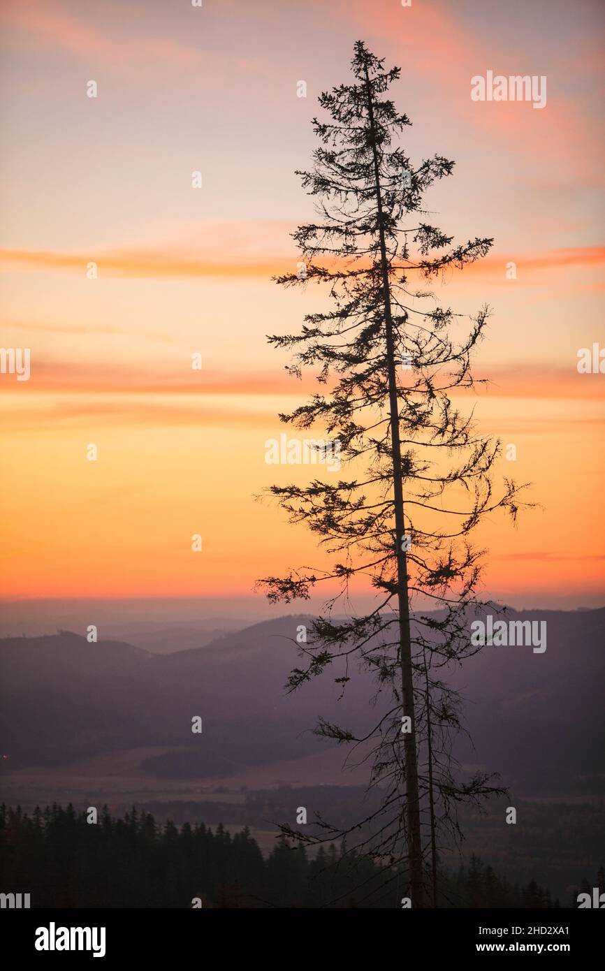 Pine tree silhouette at sunrise in the Tatras Mountains region of Slovakia Stock Photo