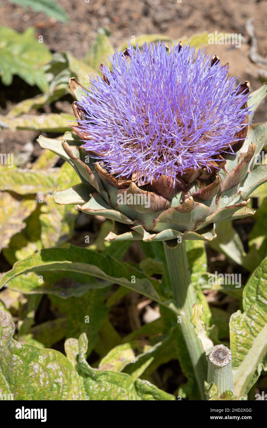 Artichoke flower, vegetable garden, Babylonstoren gardens, Franschhoek