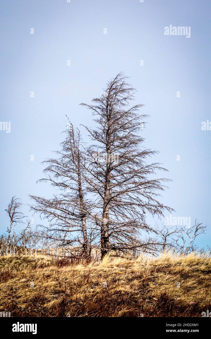 Evergreen trees burned in Kenow Fire Stock Photo Alamy