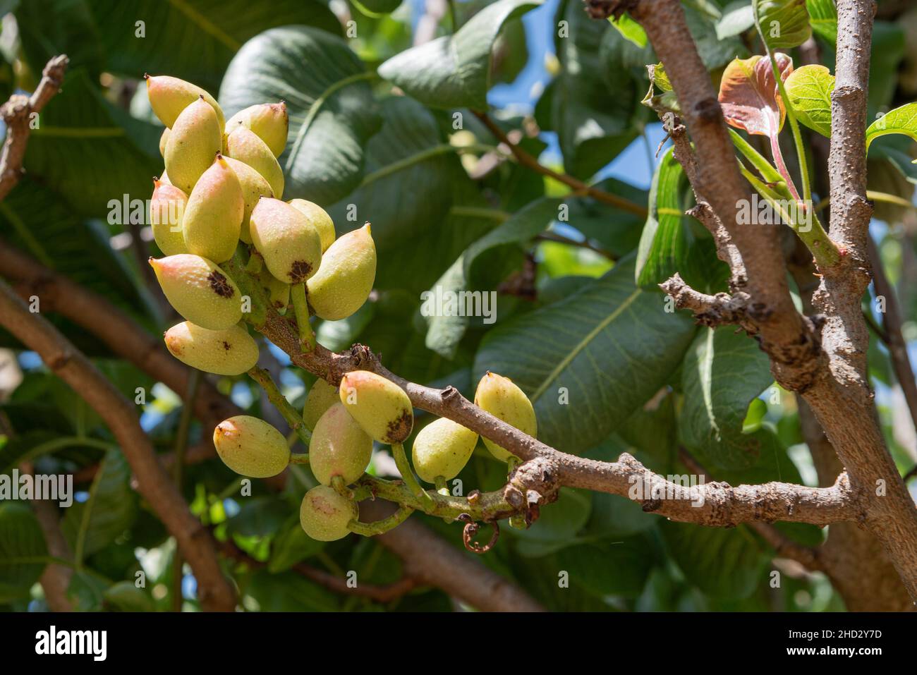 Pistachio nuts on a tree at Babylonstoren gardens, Franschhoek, Western Cape, South Africa, 02