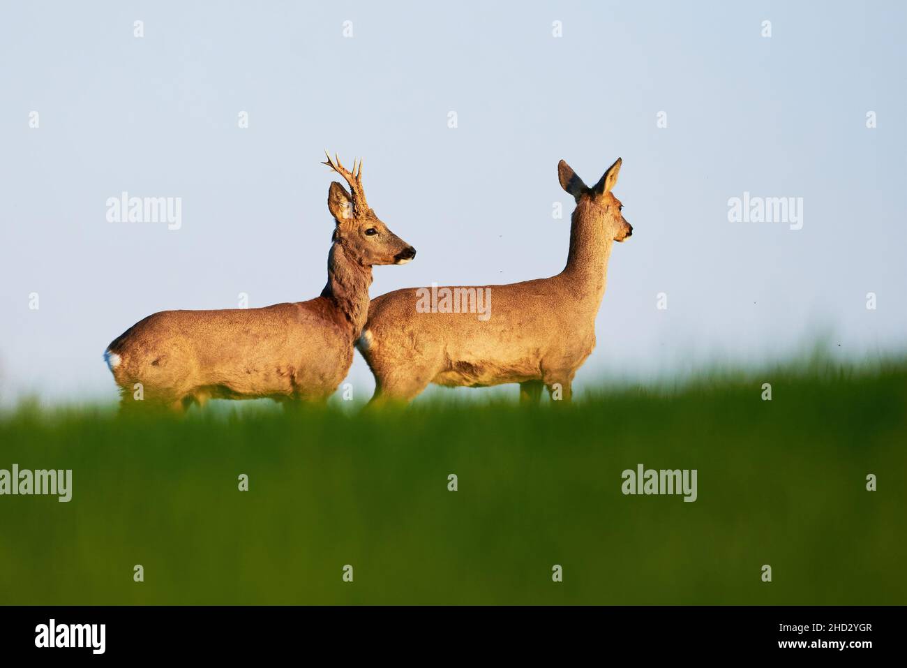 Roe deer male and female on field ( Capreolus capreolus ). European roe ...
