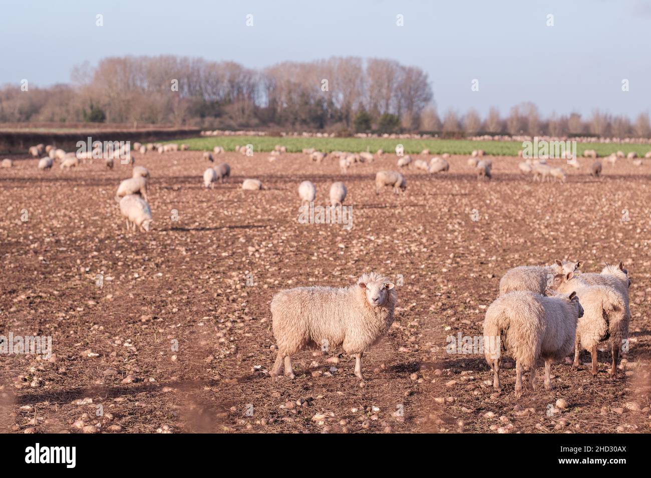 Grazing sheep during the warmest New Years Day on record in United Kingdom Stock Photo