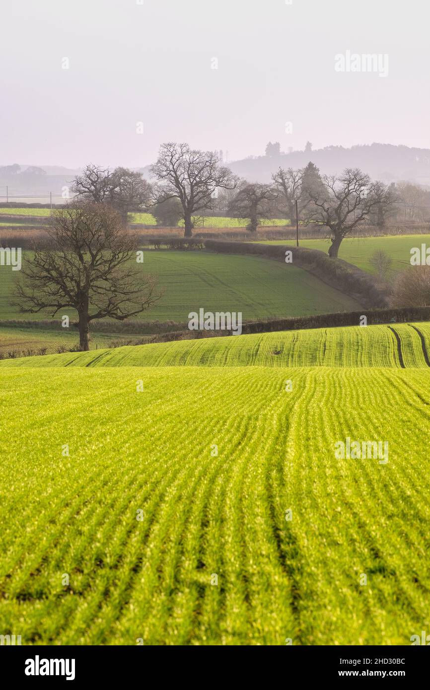 Green farming fields at warm and hazy day. The warmest New Years Day on record. Shropshire in UK Stock Photo