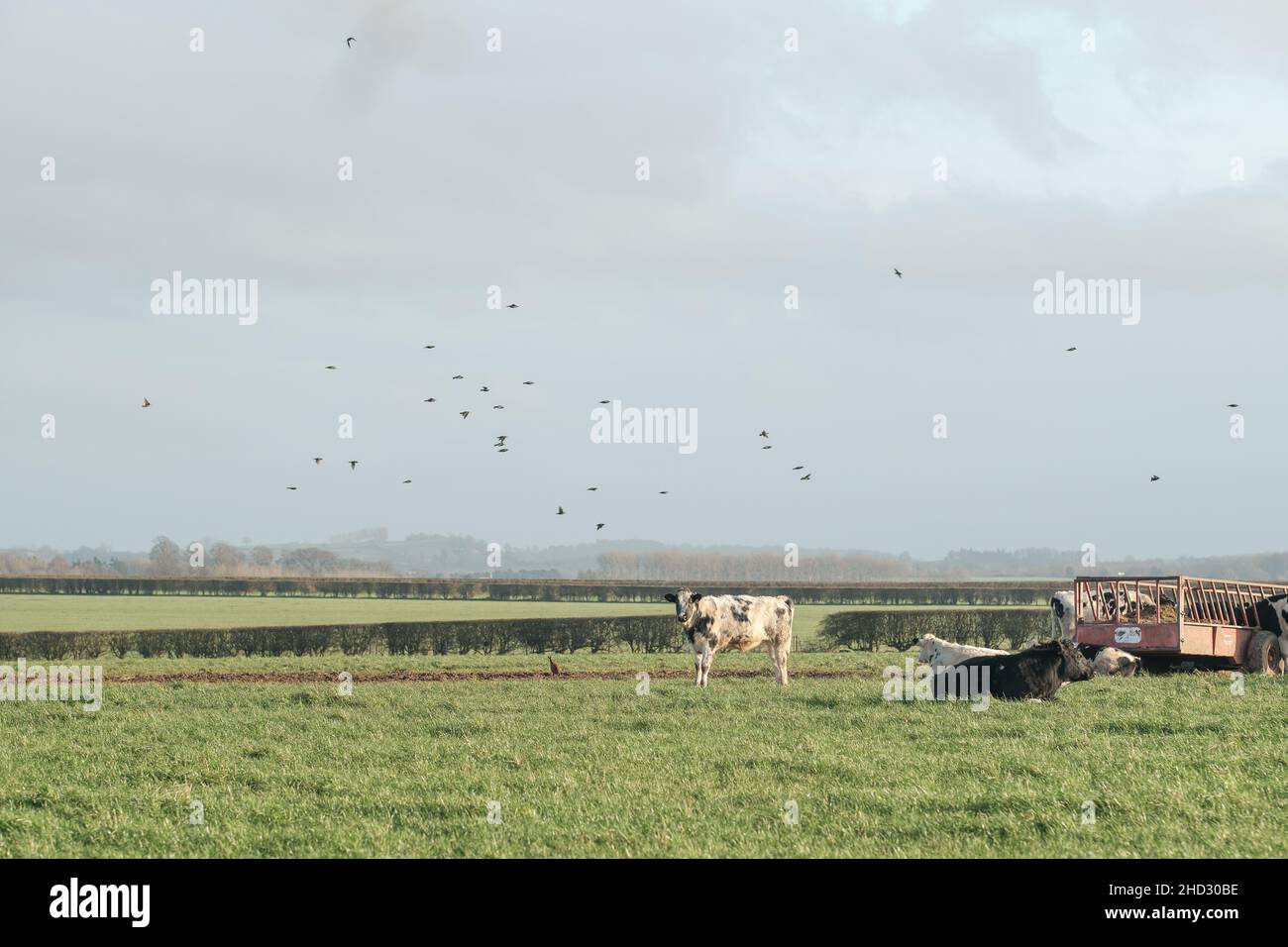 Grazing cattle during the warmest New Years Day on record in United Kingdom Stock Photo