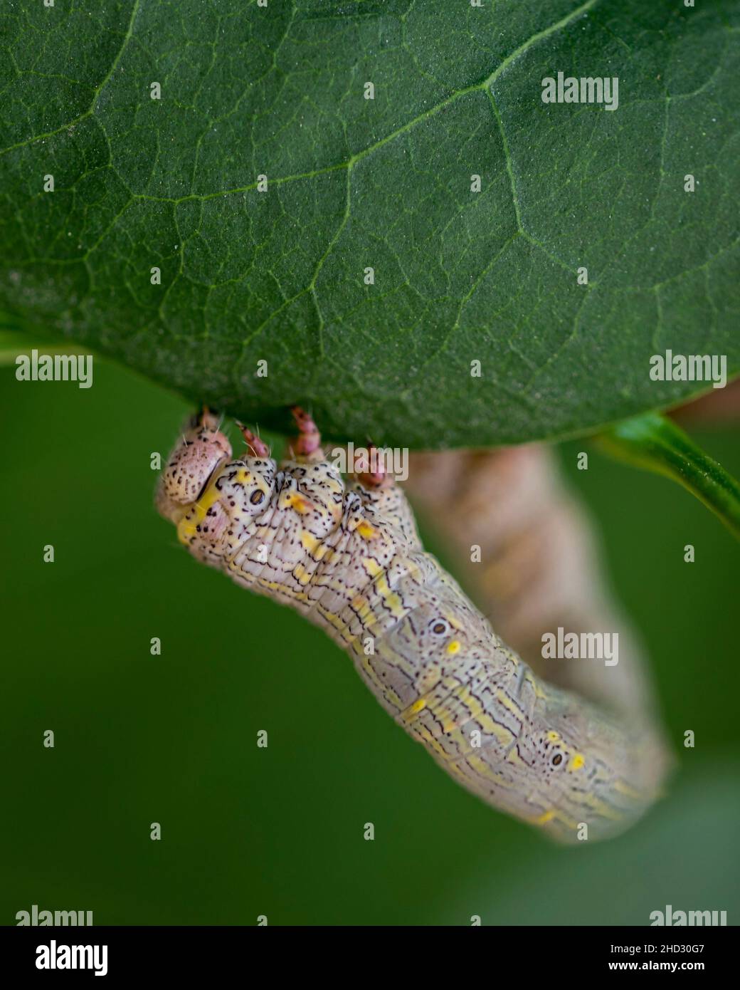 Unidentified Caterpillar on Lilac leaf Stock Photo