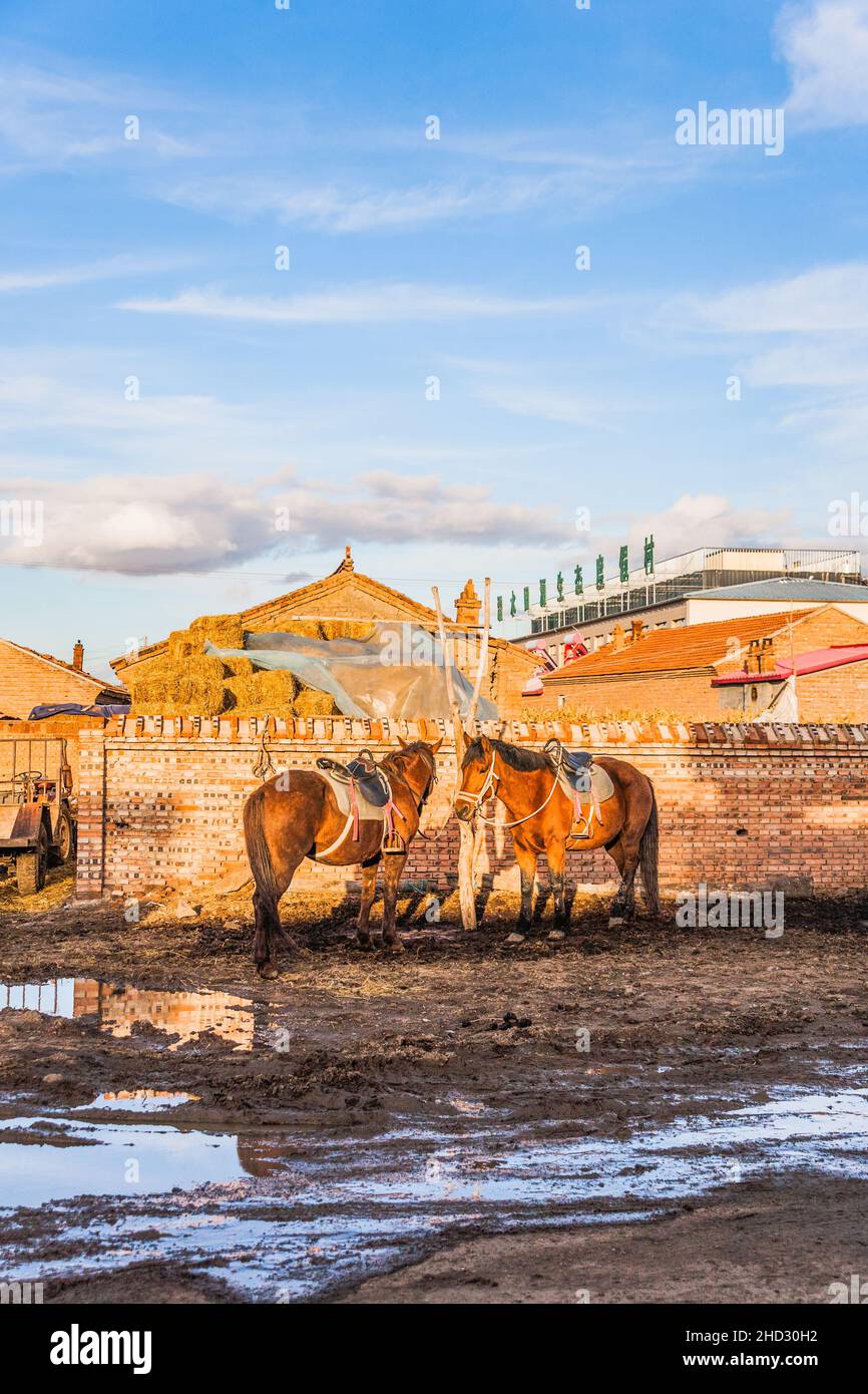 Vertical shot of domestic horses in a rural area Stock Photo