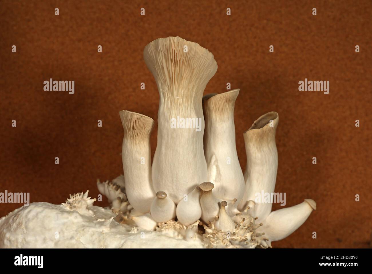 King oyster mushrooms. Grow mushrooms yourself at home Stock Photo Alamy