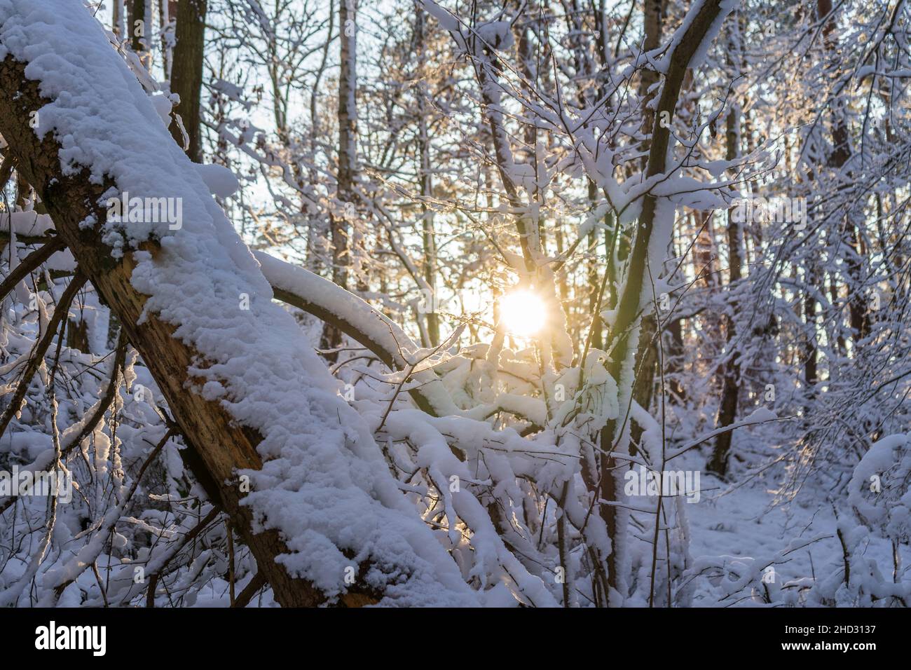 Stunning winter background of a forest covered by snow and sun shining ...