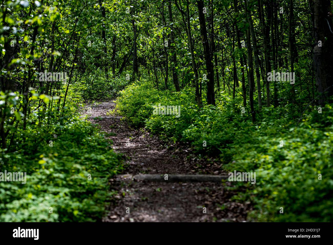 Hiking trails at Police Outpost Lake Provincial Park, AB, Canada Stock Photo