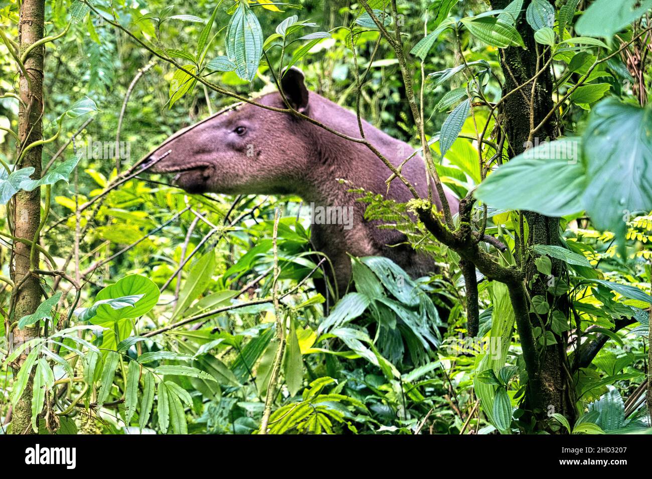Rare sighting of a Baird's tapir (Tapirus bairdii), Tenorio Volcano National Park, Guanacaste, Costa Rica Stock Photo
