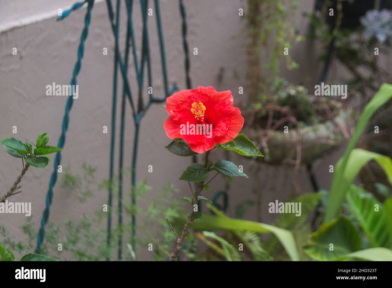 Red hibiscus in a garden in Rio de Janeiro. Stock Photo