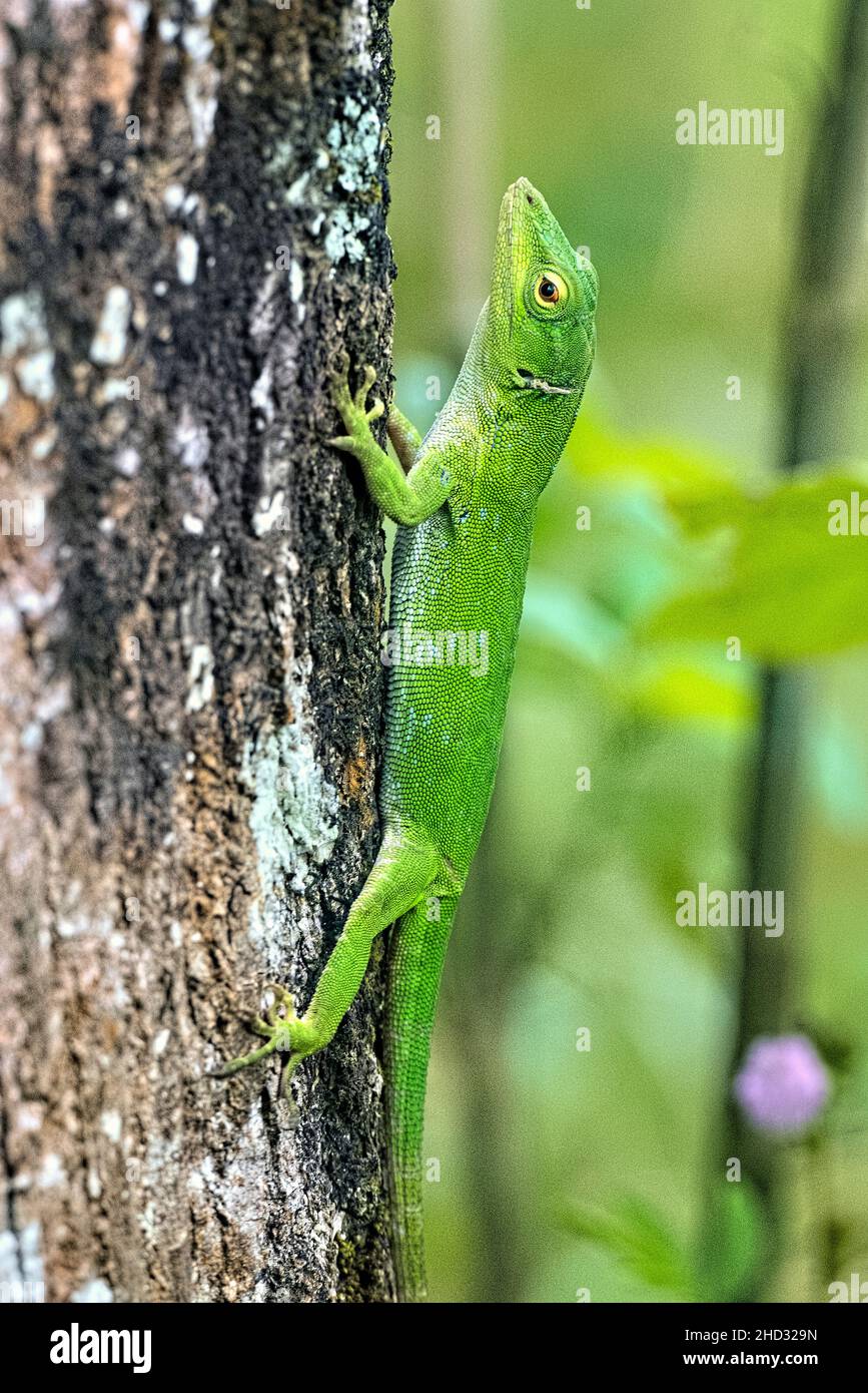 Common basilisk (Basiliscus basiliscus) lizard, Monteverde Cloud Forest Reserve, Costa Rica Stock Photo