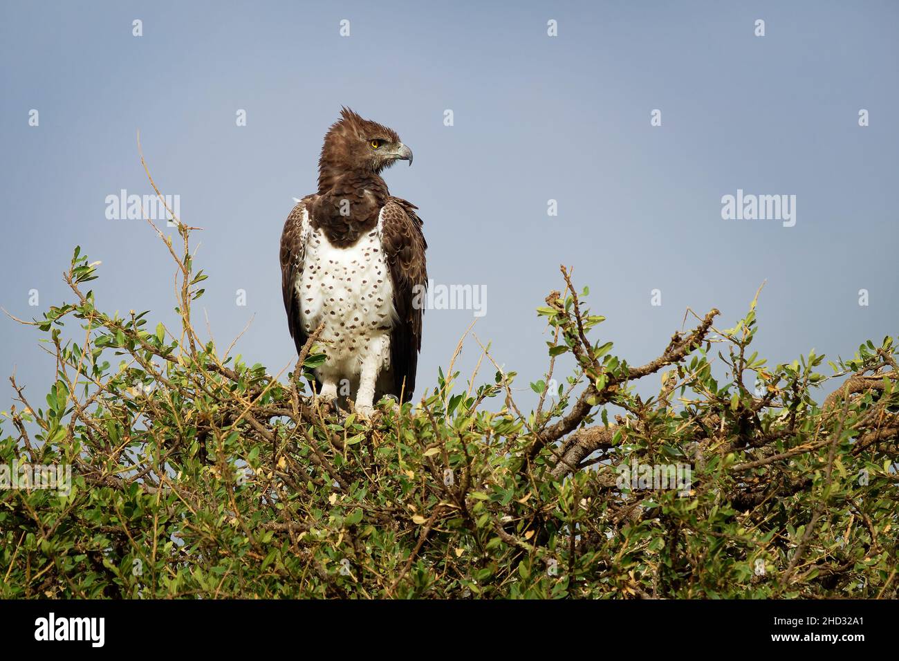Martial Eagle - Polemaetus bellicosus large brown eagle in Africa, Polemaetus, booted eagle subfamily Aquilinae, fairly opportunistic predator of mamm Stock Photo