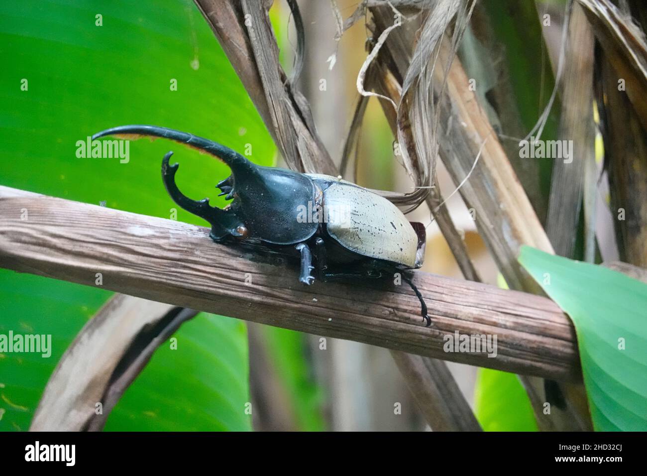 Hercules beetle (Dynastes hercules), Monteverde Cloud Forest Reserve, Costa Rica Stock Photo
