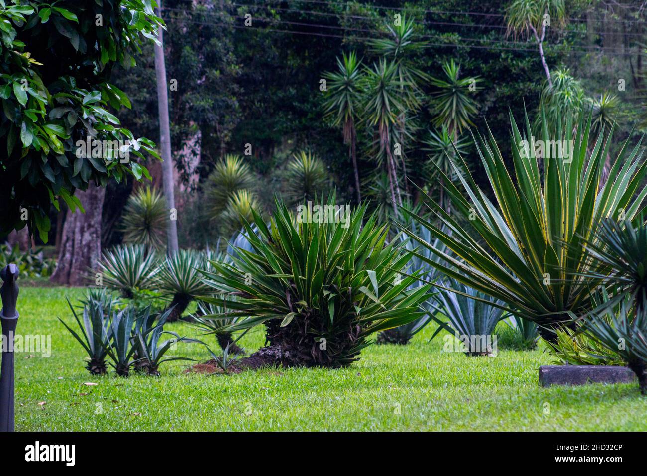 plant known as pita or cigar tree in a garden in Rio de Janeiro Brazil. Stock Photo