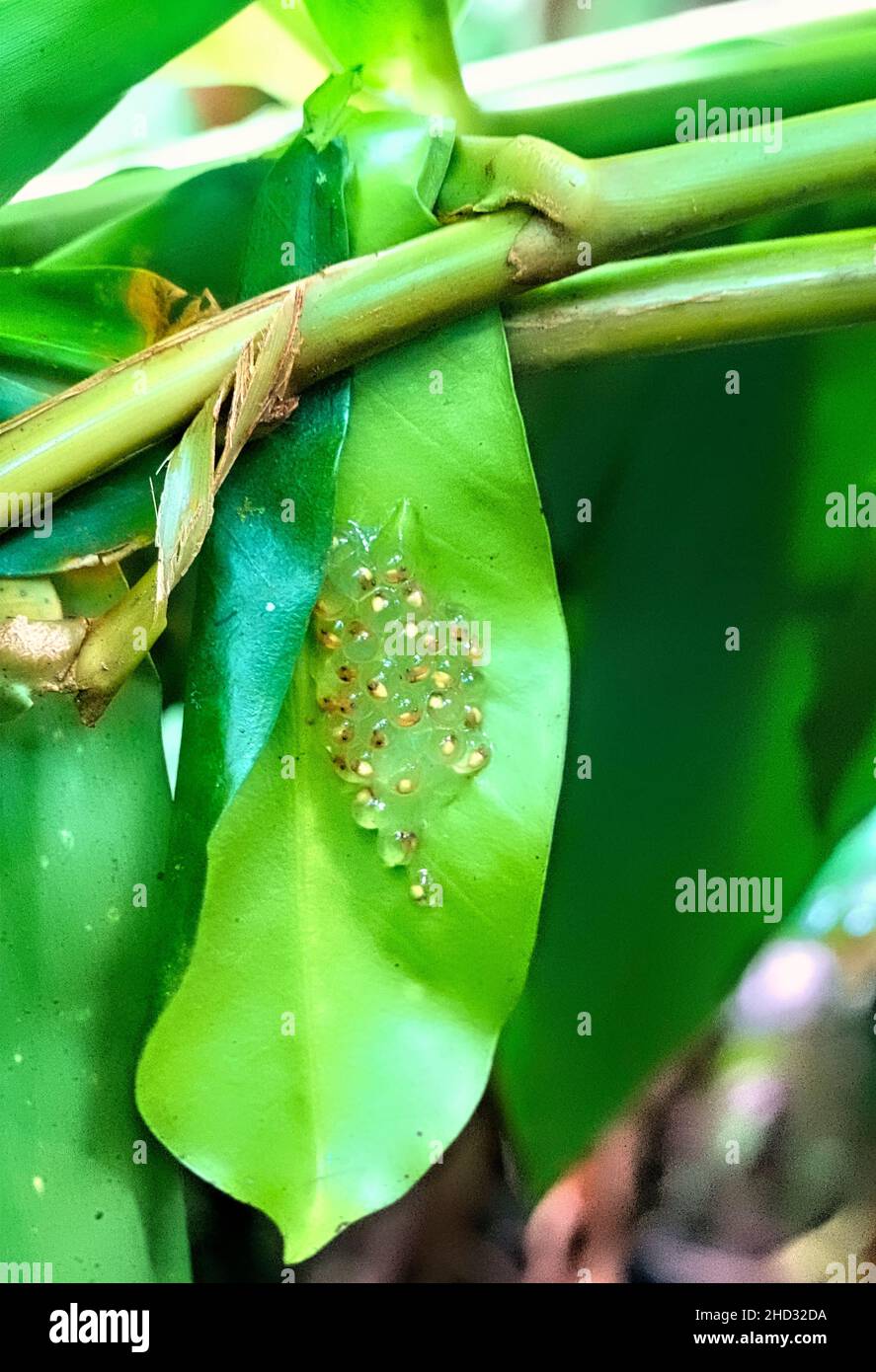 Frog eggs on a leaf, Monteverde Cloud Forest Reserve, Costa Rica Stock Photo