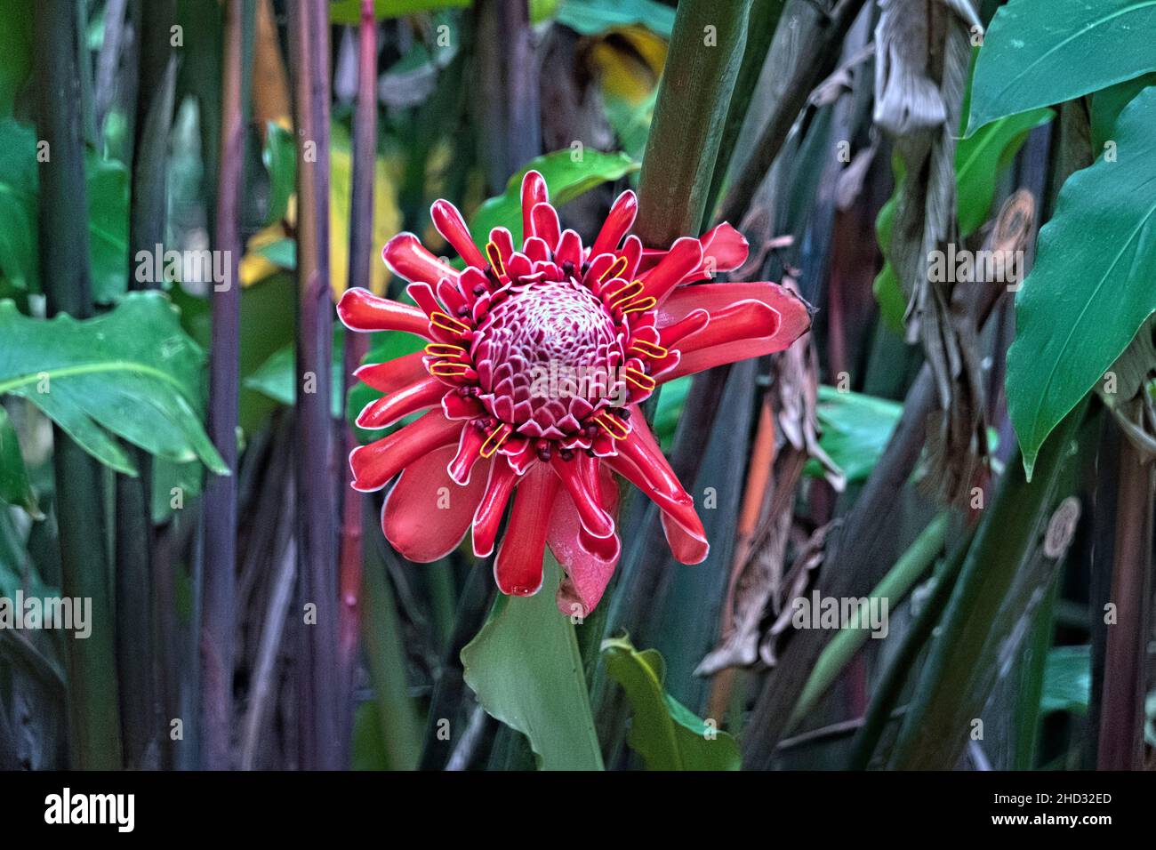 Beautiful red torch ginger (Etlingera elatior) flower, Volcan Tenorio National Park, Costa Rica Stock Photo