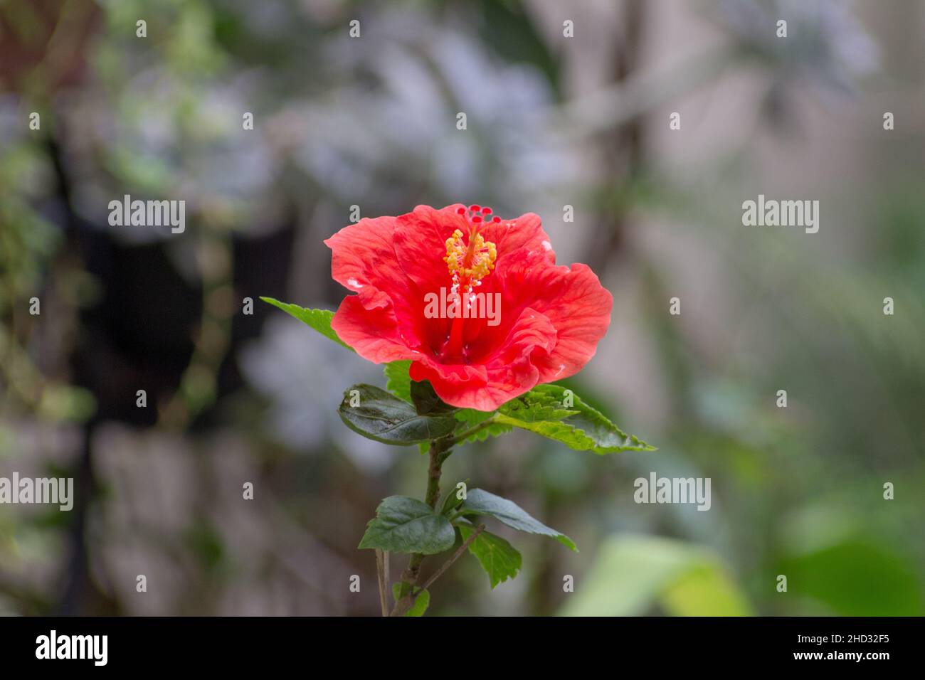 Red hibiscus in a garden in Rio de Janeiro. Stock Photo