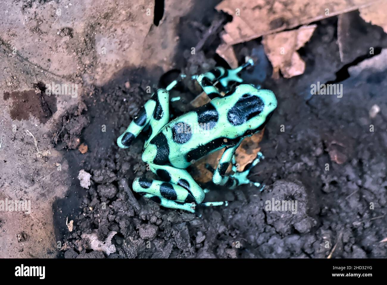 Green-and-black poison dart frog (Dendrobates auratus), Monteverde Cloud Forest Reserve, Costa Rica Stock Photo