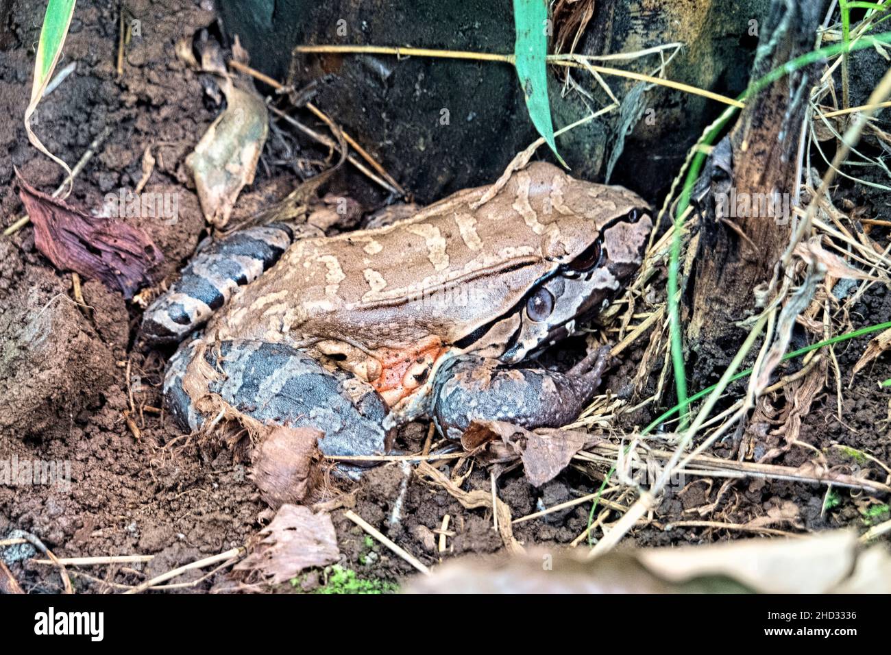 Smoky jungle frog (Leptodactylus pentadactylus), Monteverde Cloud Forest Reserve, Costa Rica Stock Photo