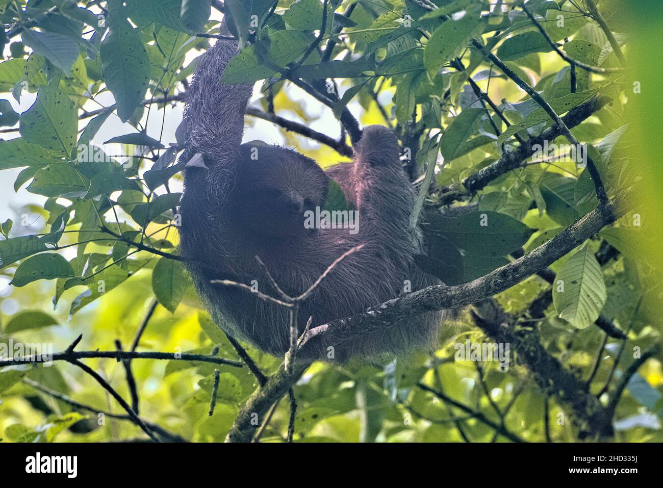 Monteverde sloths hi-res stock photography and images - Alamy