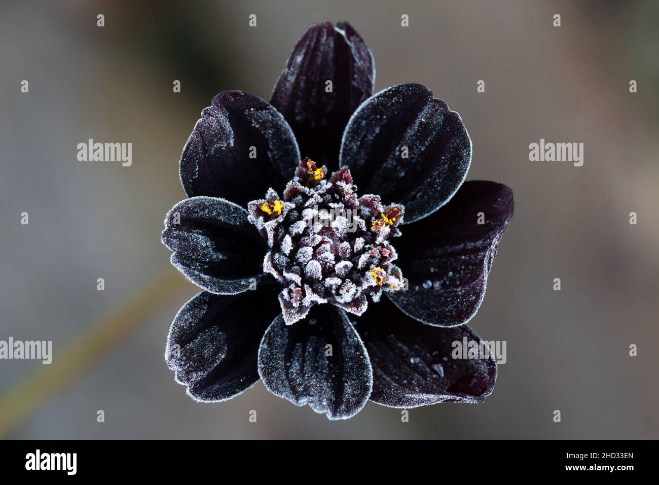 Chocolate Cosmos flower (cosmos atrosanguineus) dusted in frost in UK autumn garden Stock Photo