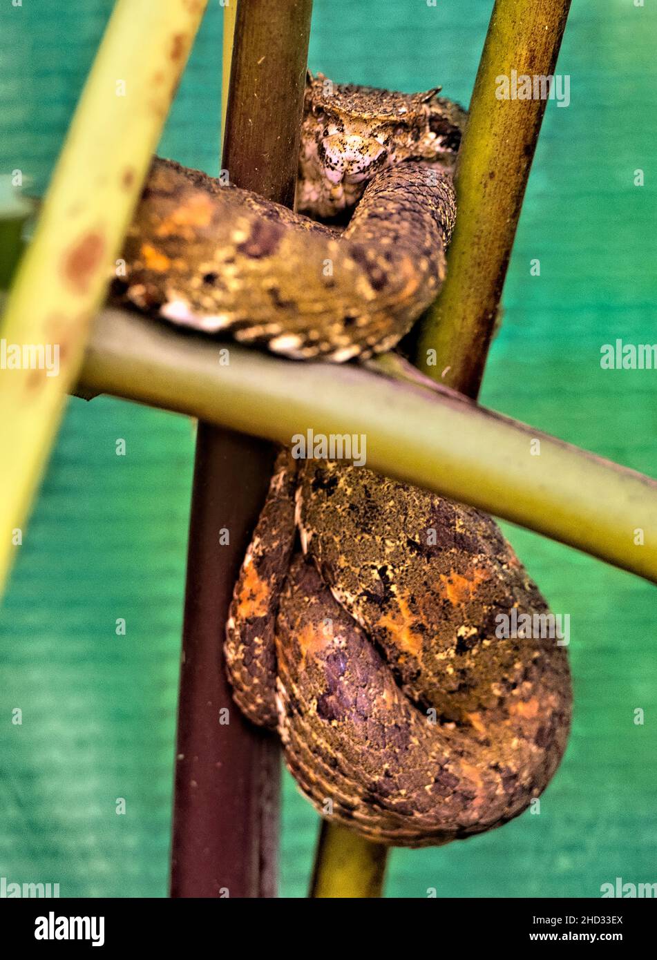 Eyelash viper (Bothriechis schlegelii), Refugio de Vida Silvestre Monteverde, Monteverde, Costa Rica Stock Photo