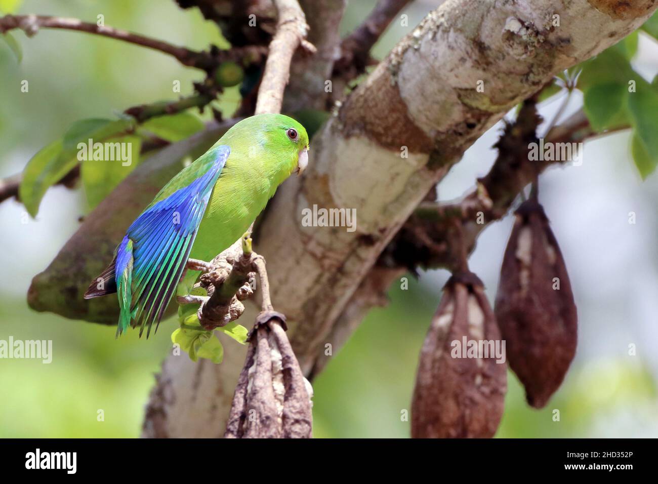 male Blue-winged Parrotlet (Forpus xanthopterygius) showing blue wing detail Stock Photo