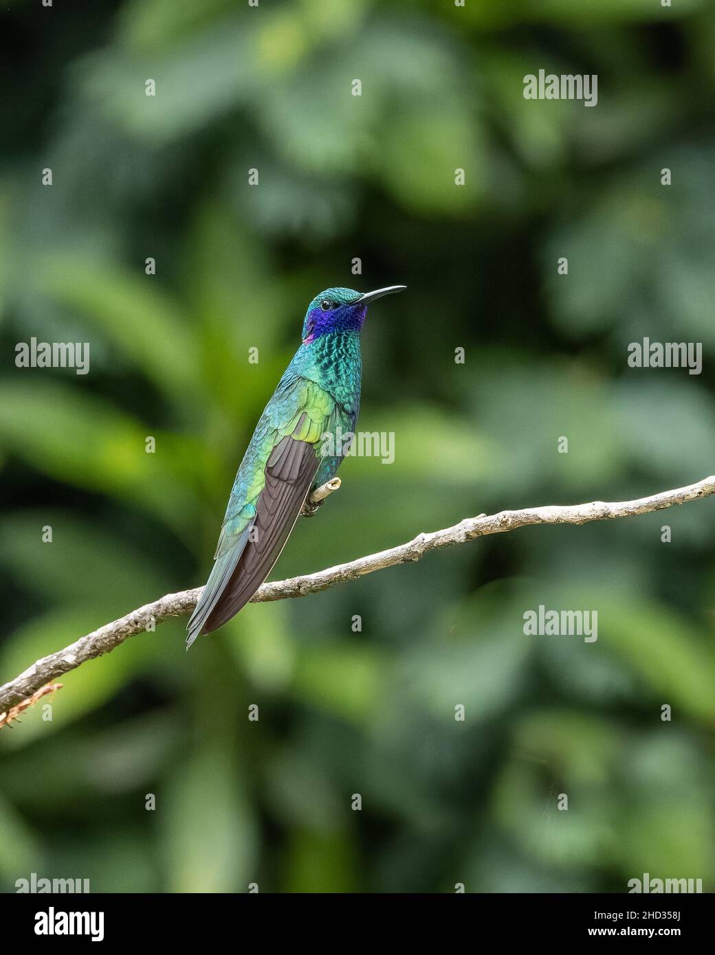 Sparkling Violetear Hummingbird in Ecuador Stock Photo