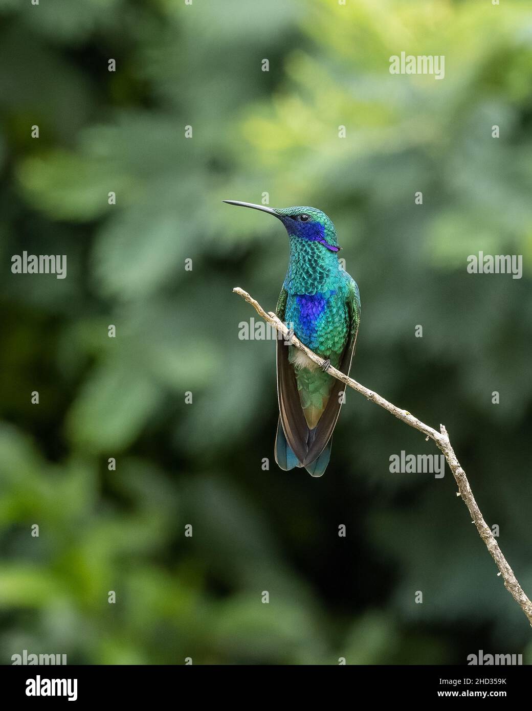 Sparkling Violetear Hummingbird in Ecuador Stock Photo