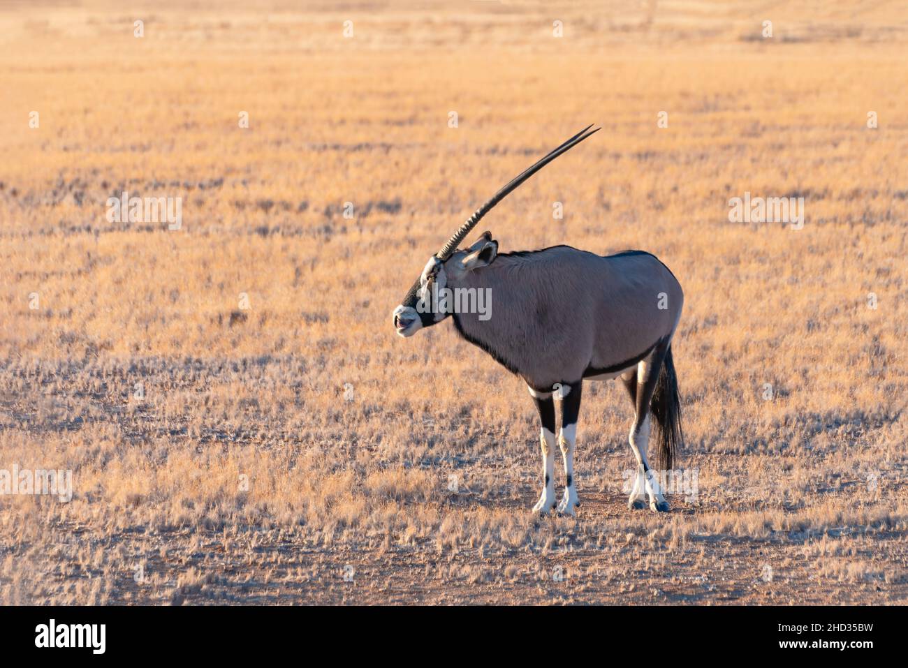 Gemsbok (Oryx) in Namib-Naukluft National Park in Namibia - The gemsbok is a large antelope in the Oryx genus Stock Photo