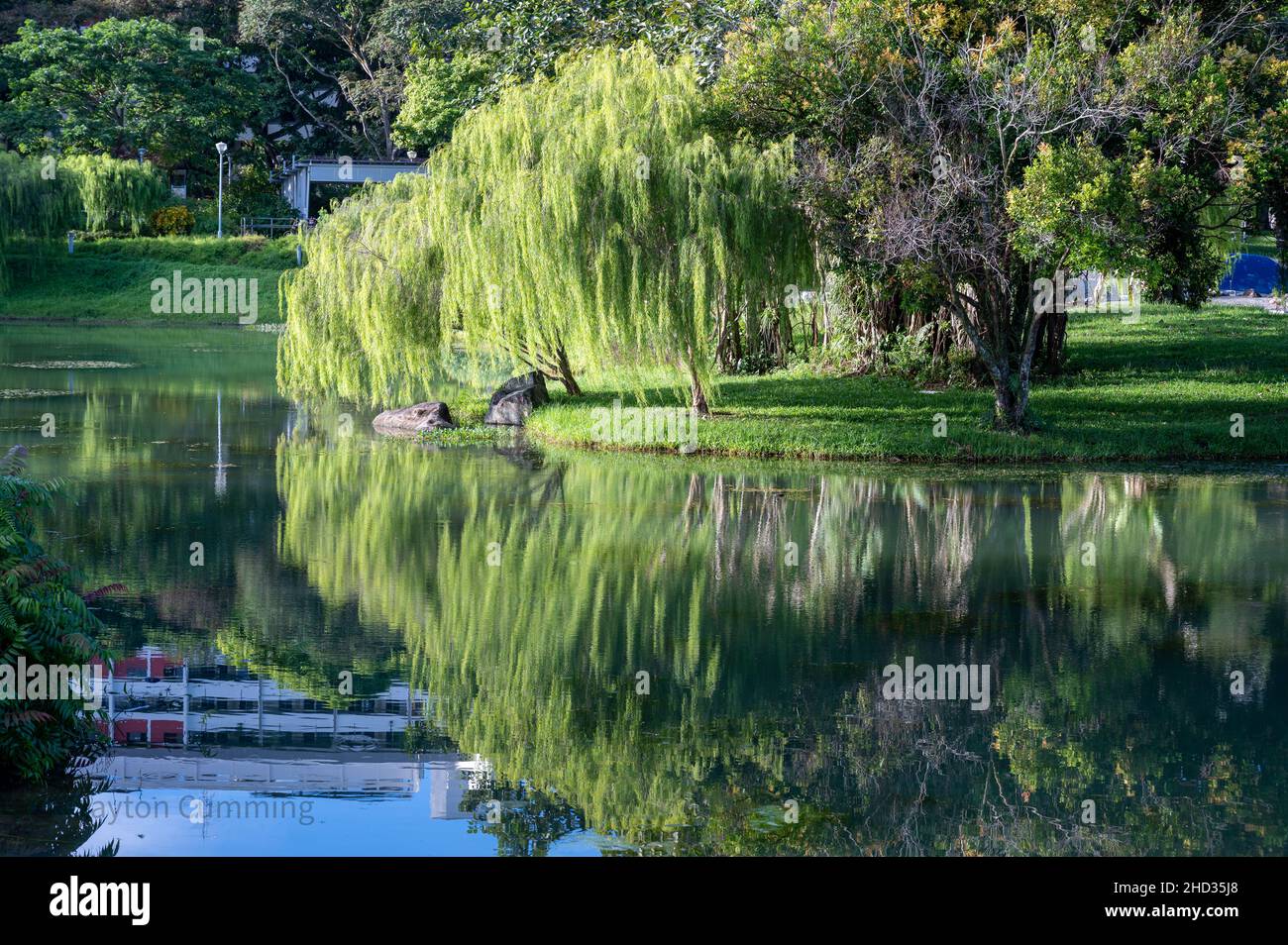 Clear reflection of a willow tree in Bishan Ang Mo Kio Park, Singapore