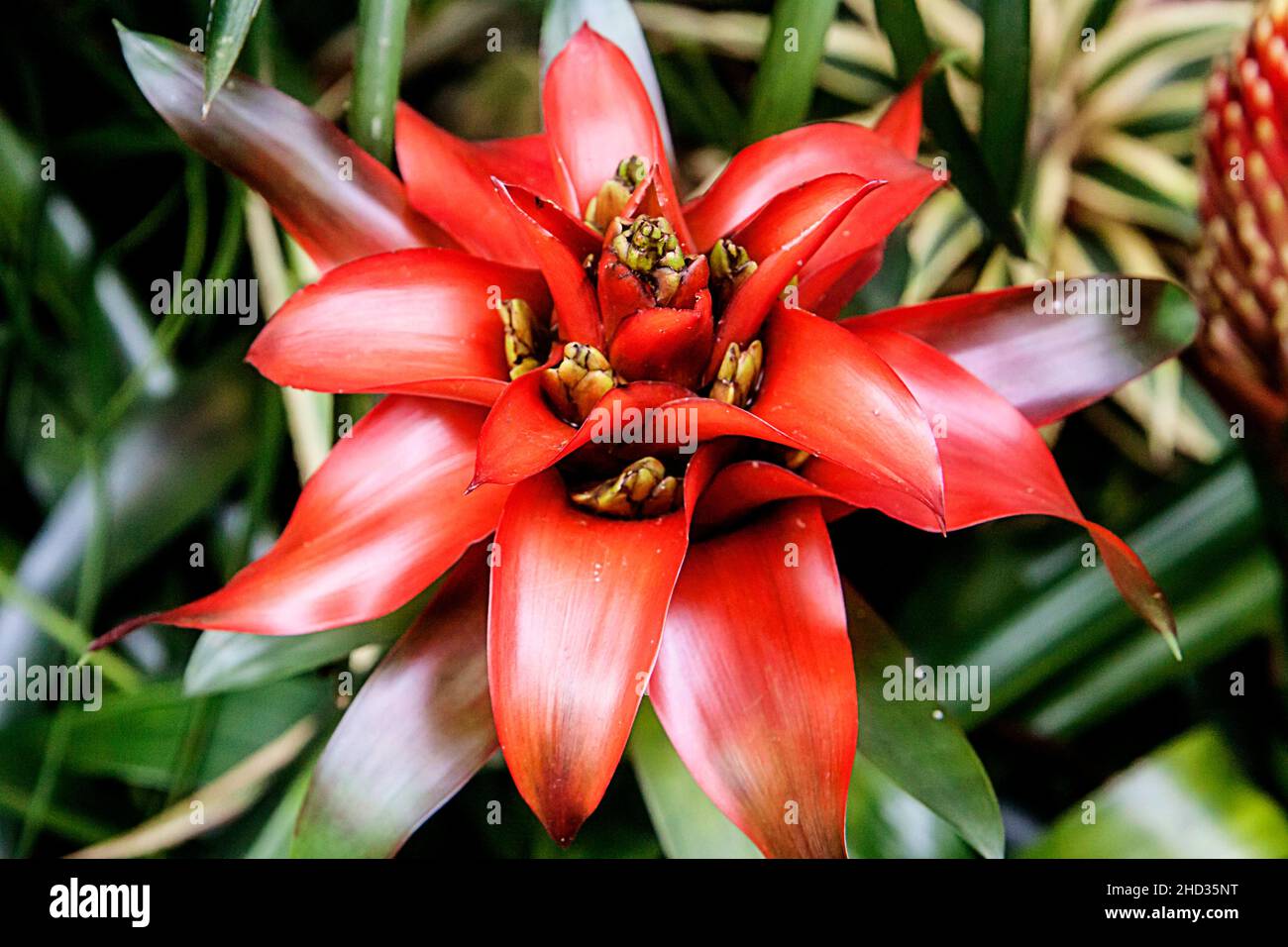 Closeup of a red bromelia with its green leaves on a blurry background Stock Photo