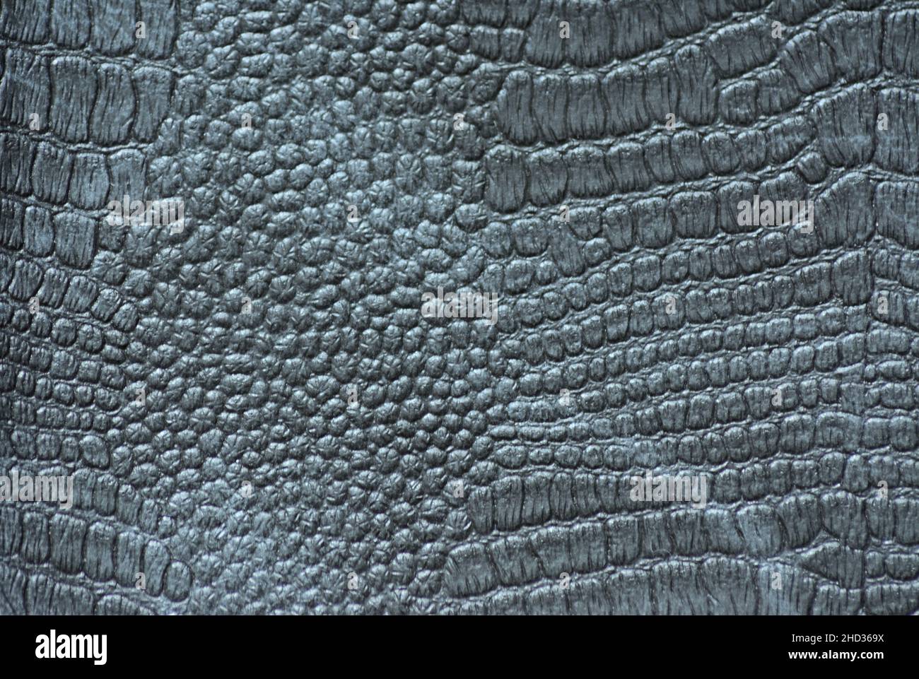 Fragment of genuine reptile skin artificially dyed shiny black. Background, pattern, texture. Stock Photo