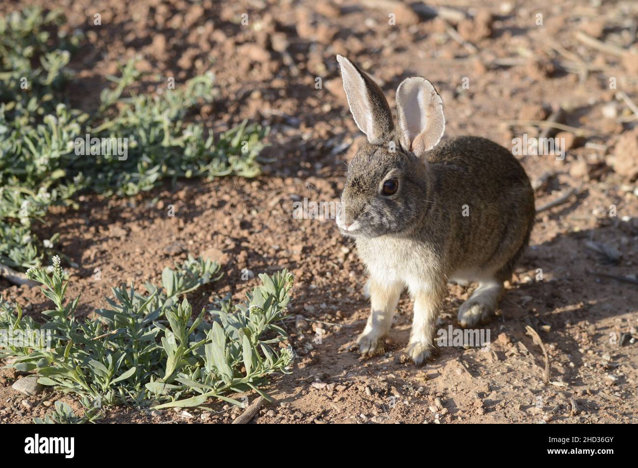 Closeup shot of a cottontail in the desert on a sunny day Stock Photo