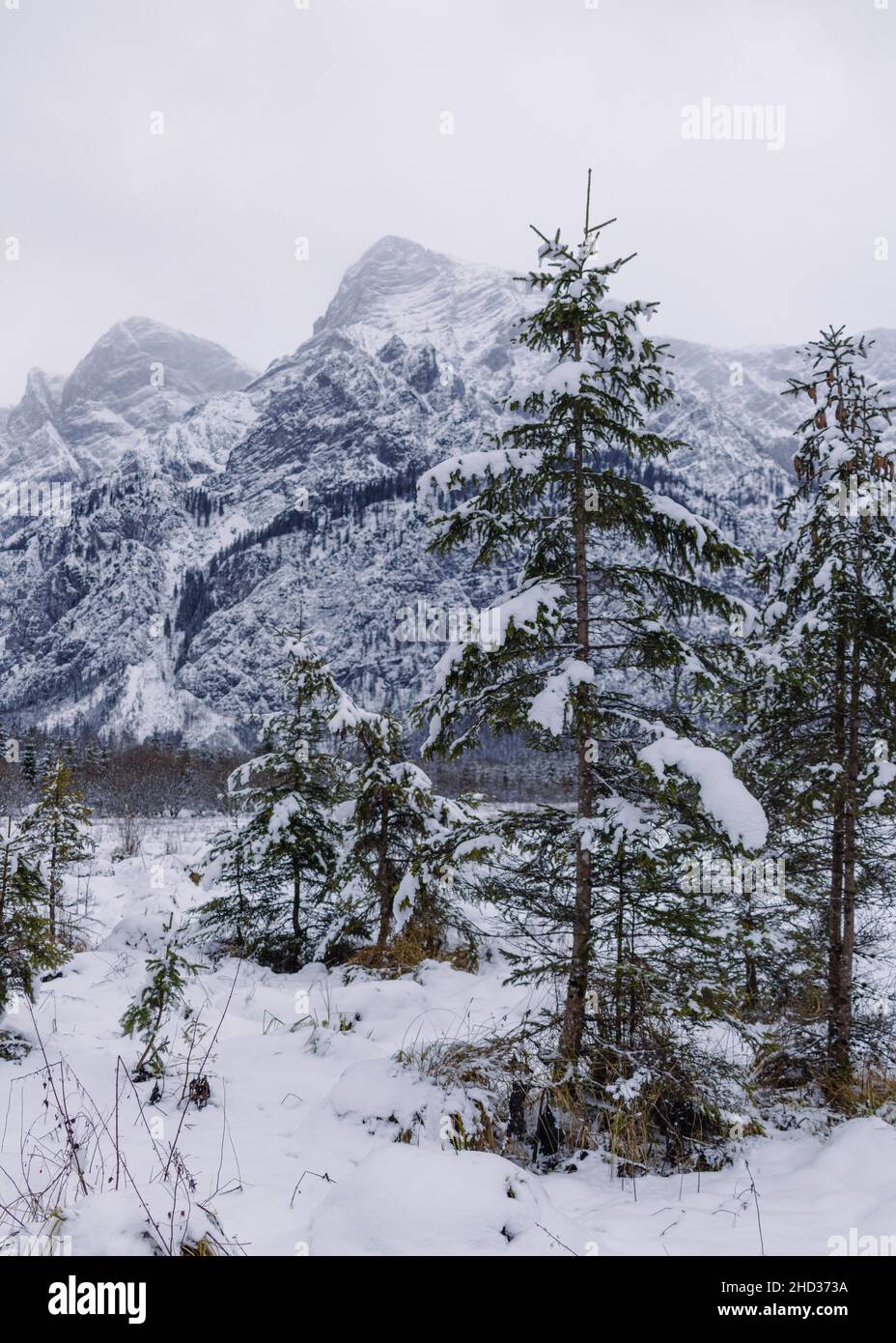 snow covered trees in front of mountain range Stock Photo - Alamy