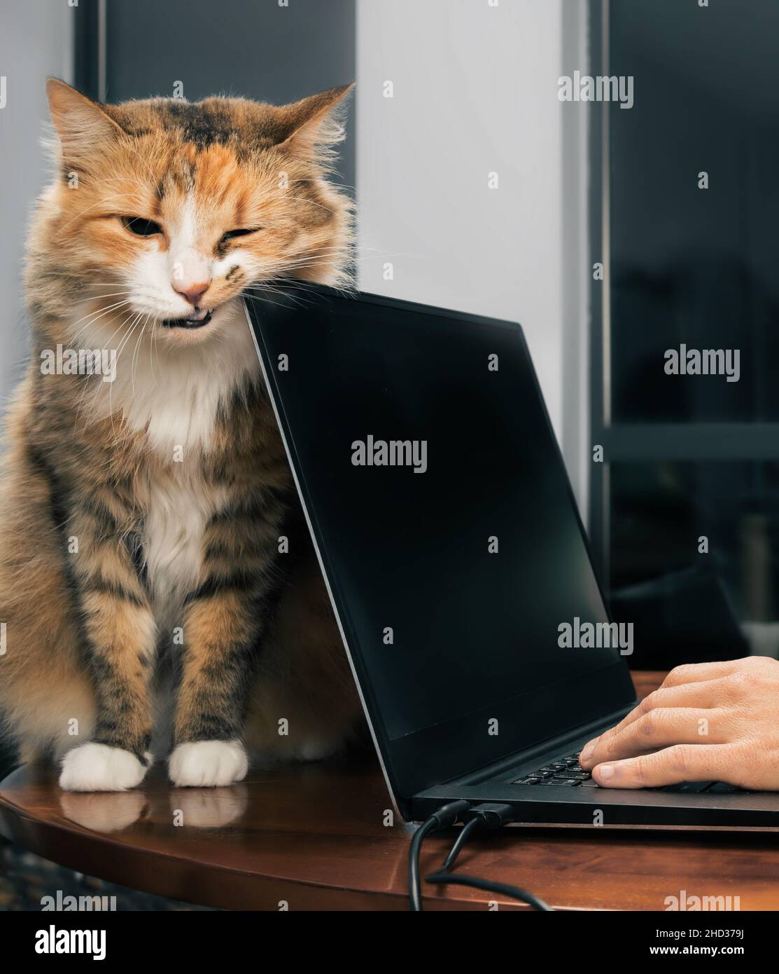 Cat rubbing teeth on laptop corner. Front view of adorable orange white fluffy female kitty sitting behind a black laptop while pushing or marking the Stock Photo