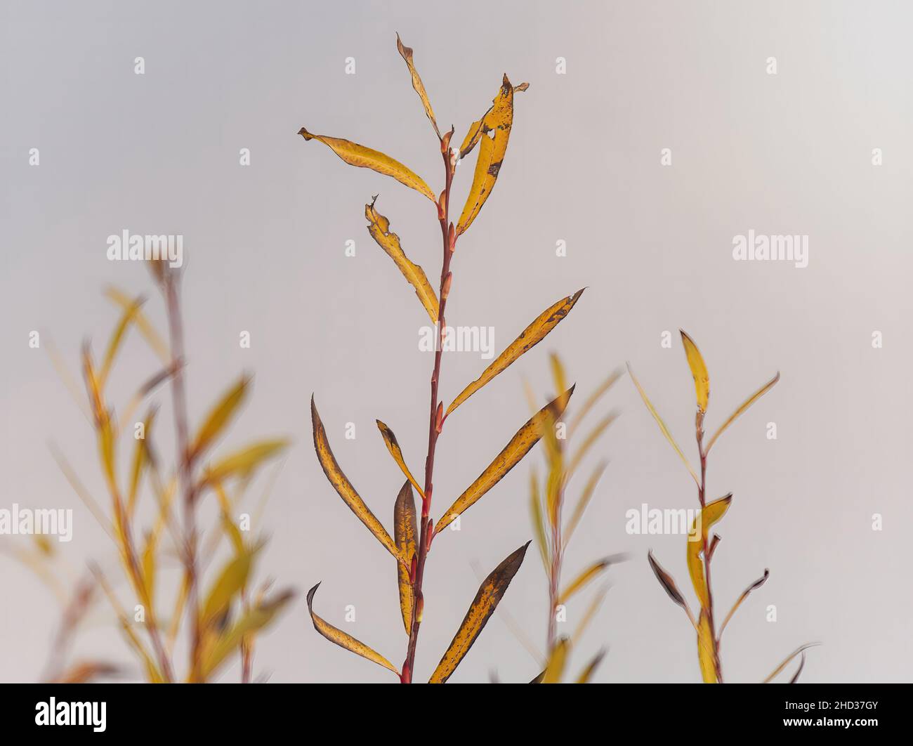 Closeup shot of dying Linaria genistifolia (toadflax) plants Stock Photo