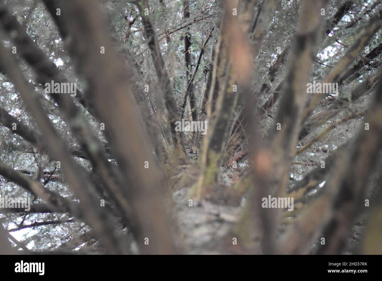 Selective focus shot of tree branches on the white background Stock Photo