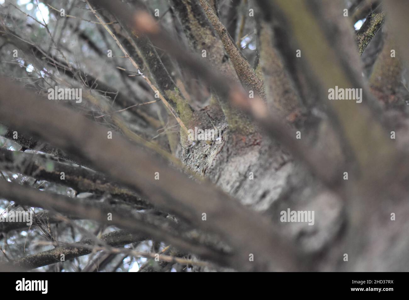 Selective focus shot of tree branches on the white background Stock Photo