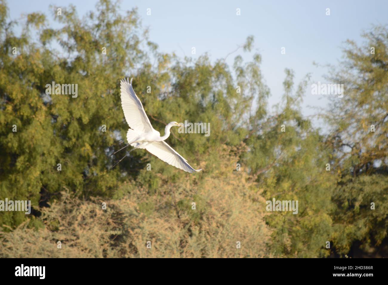 Closeup shot of a snowy egret flying in the forest Stock Photo