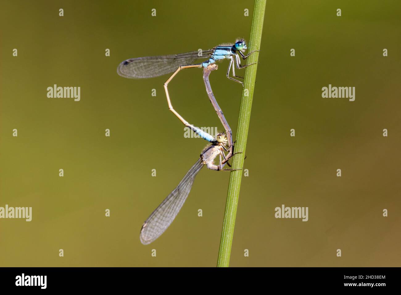 Mating Australian Common Blue Damselflies Stock Photo - Alamy
