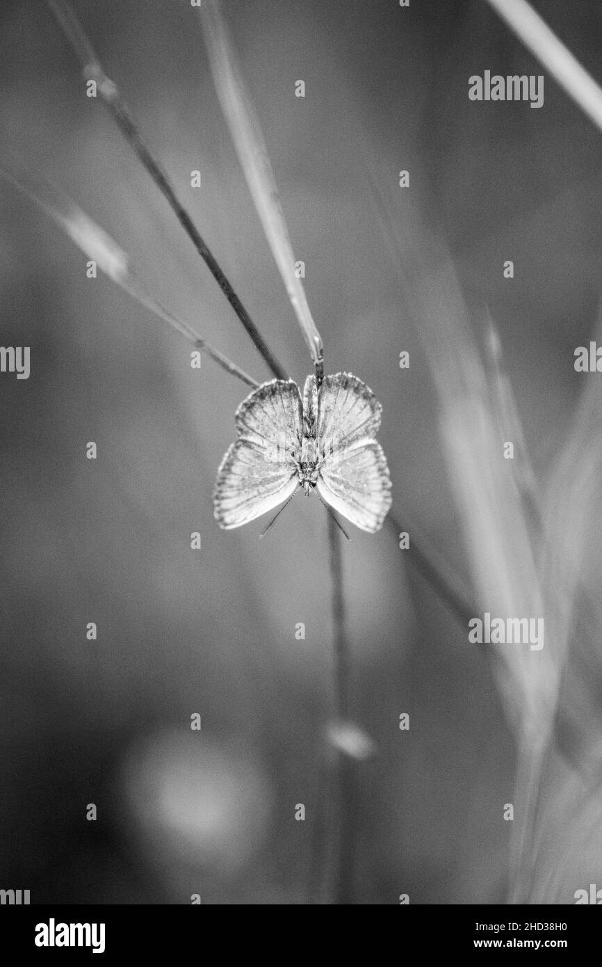 Vertical grayscale shot of a lycaenidae butterfly on a plant Stock Photo